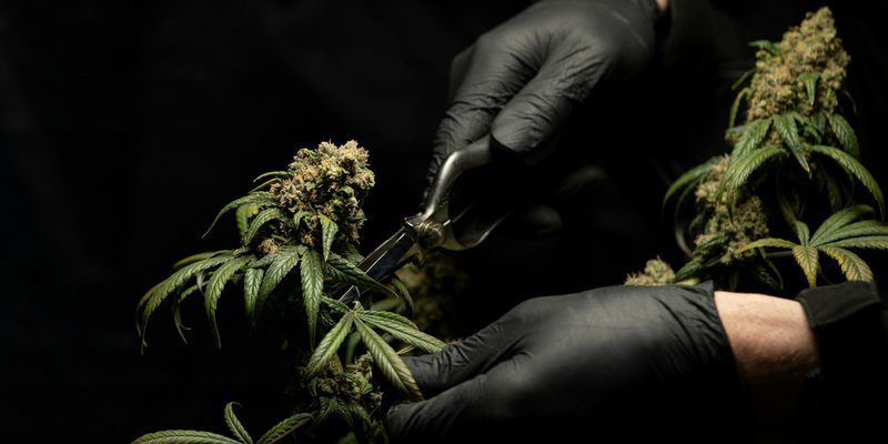 crystalweed-cannabis