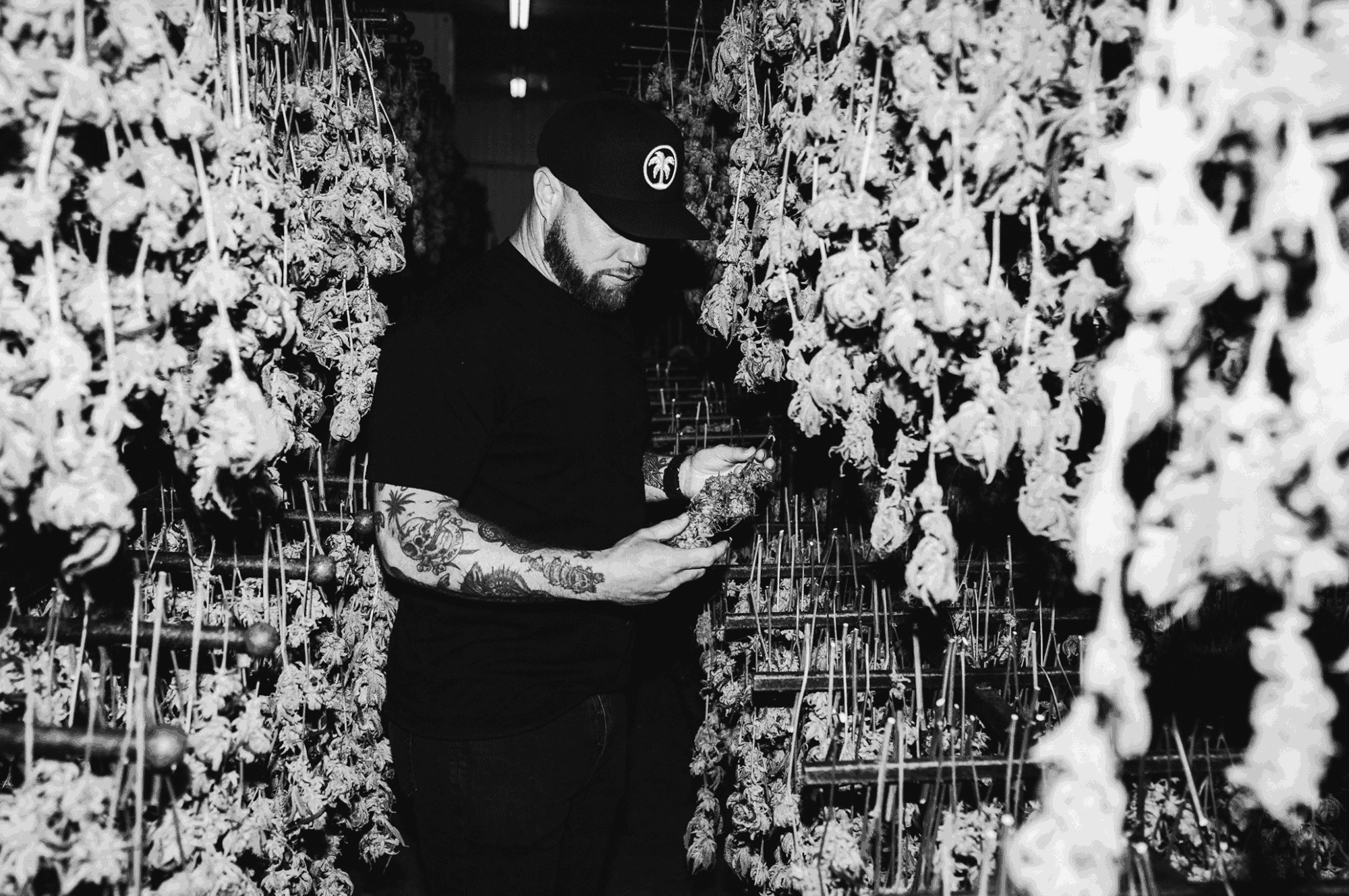 Caleb Counts, Connected