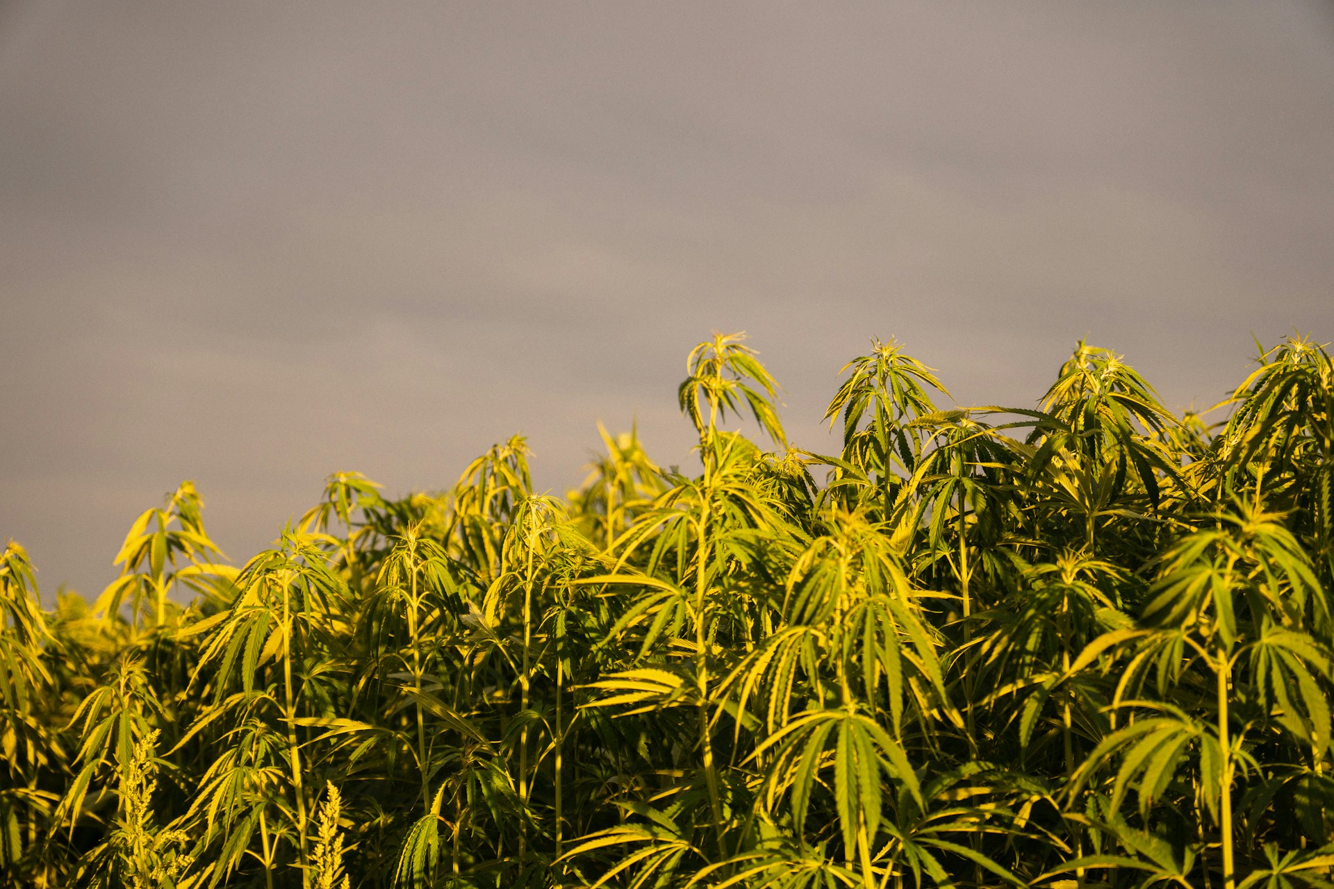 cannabis north carolina hemp ban cbd governor thc marijuana regulation