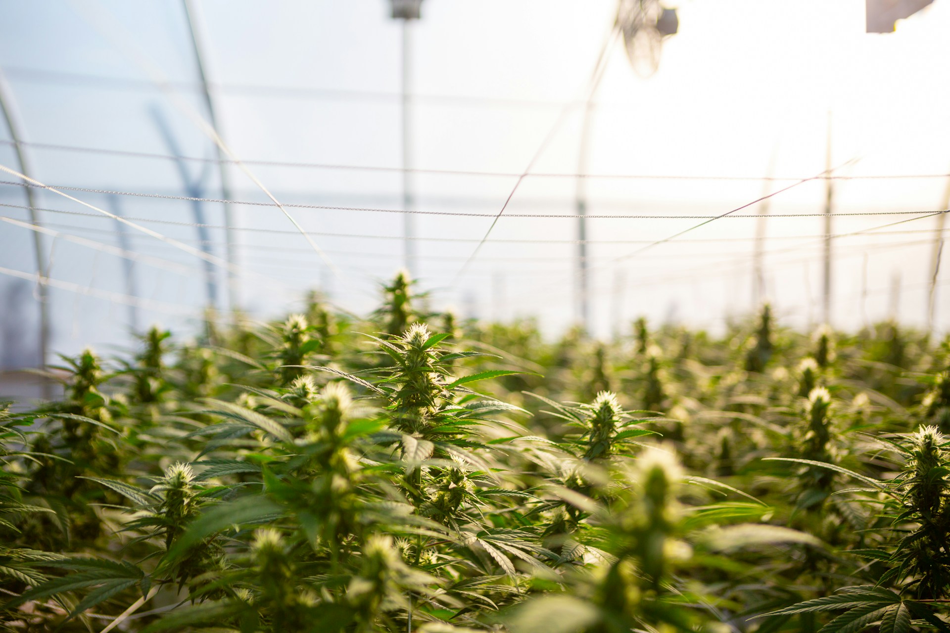 hemp thc legal products bill ban cbd congress us