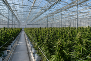 Cannabis plants growing in a large greenhouse