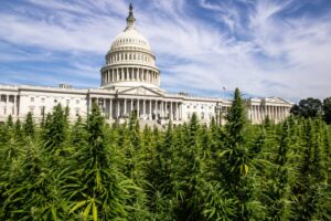 U.S. Capitol surrounded by flowering hemp plants