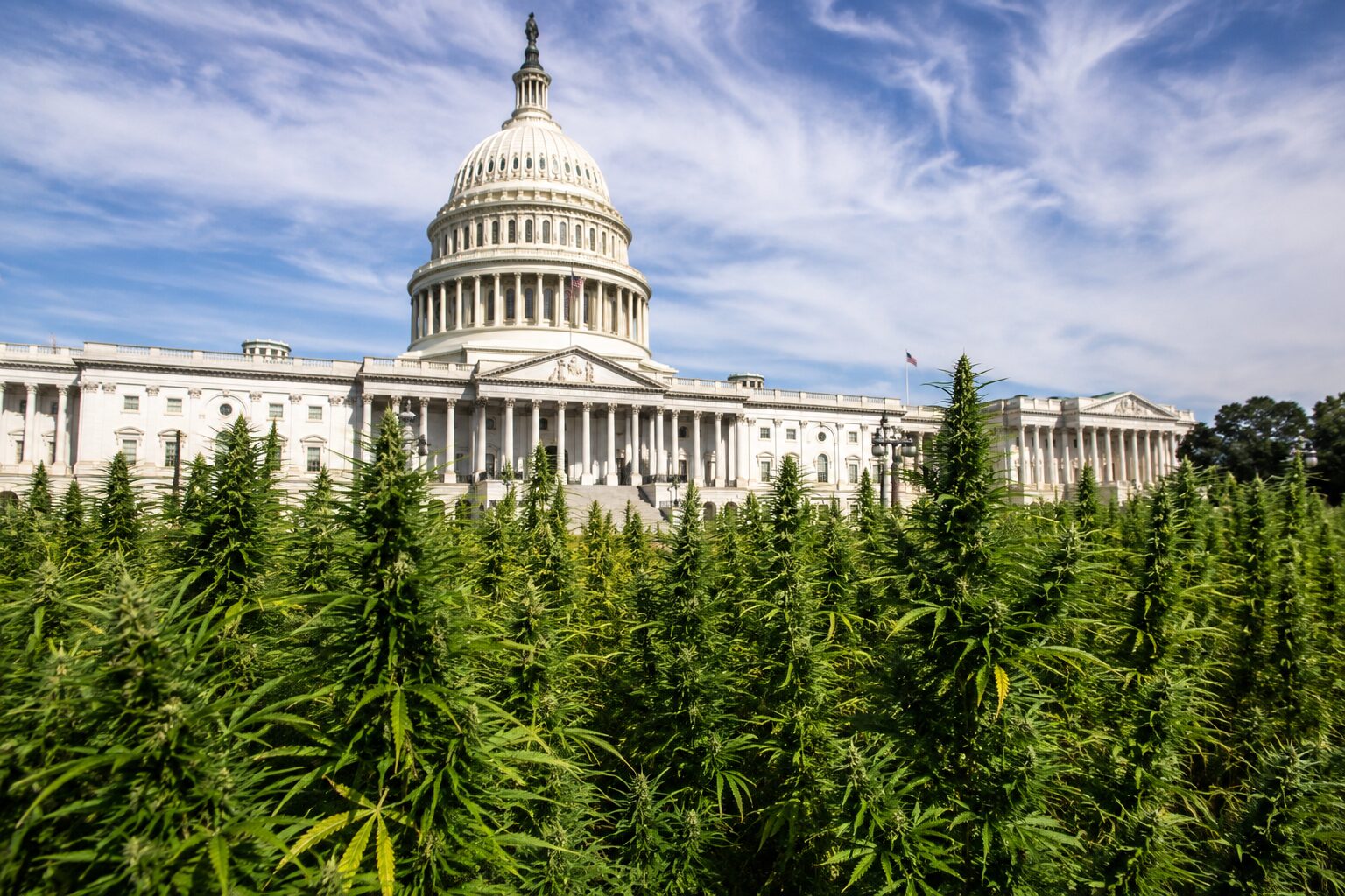 U.S. Capitol surrounded by flowering hemp plants
